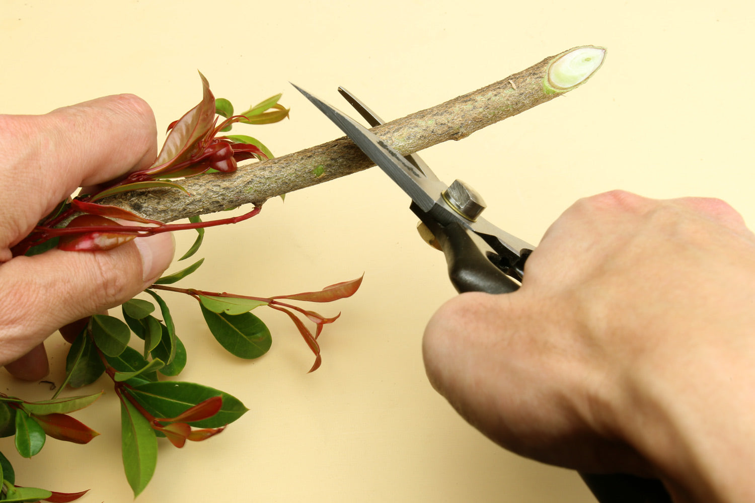 SENKICHI Gold Forging Pruning Shears 200mm – Made In Japan, Imported Professional Pruner